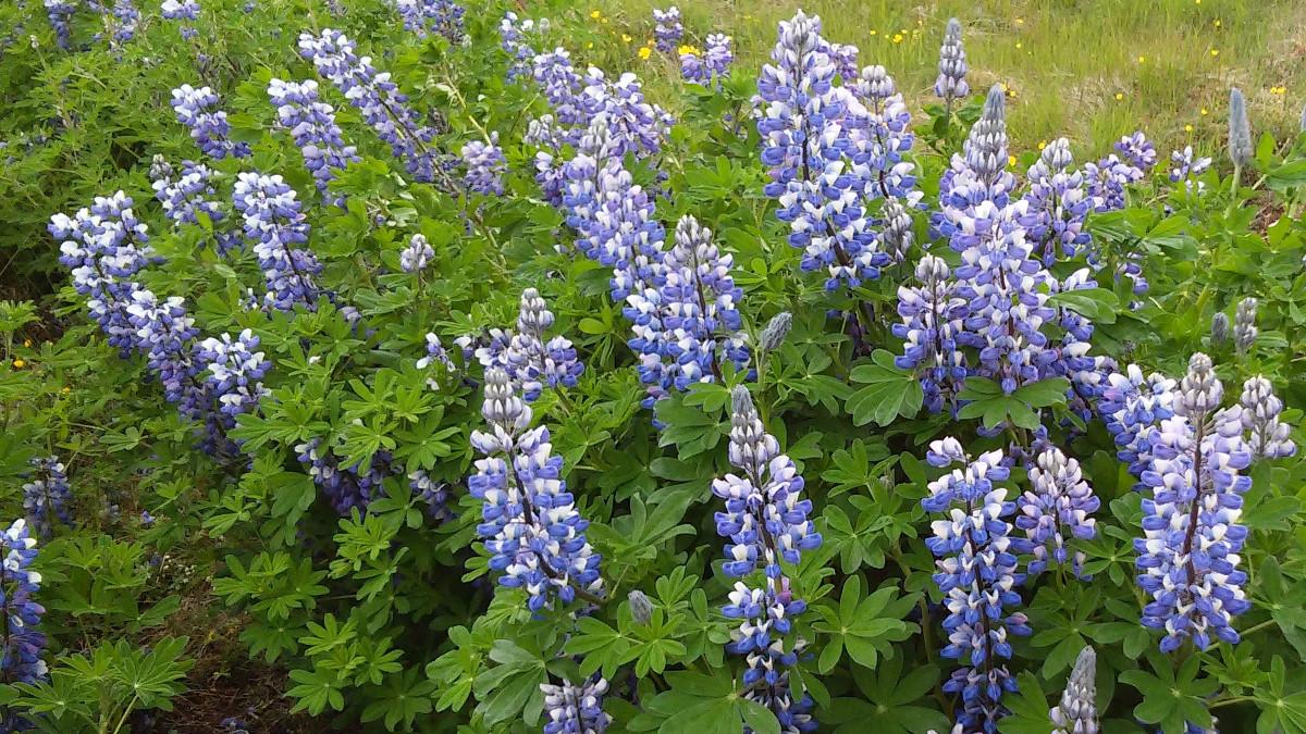 Alaska Lupline flowers growing in Iceland